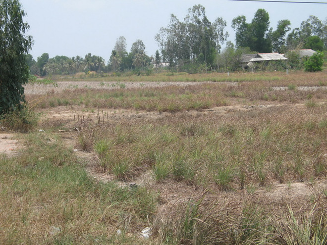 Tiền Giang mất hơn 104 tỷ đồng vì khô hạn và xâm nhập mặn ảnh 2