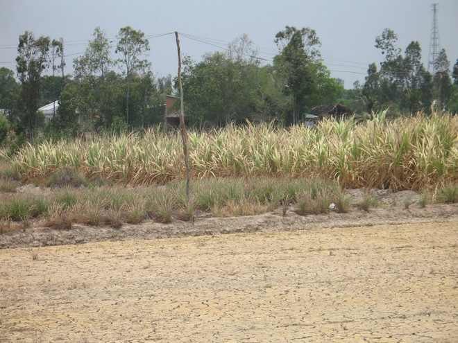 Tiền Giang mất hơn 104 tỷ đồng vì khô hạn và xâm nhập mặn ảnh 1