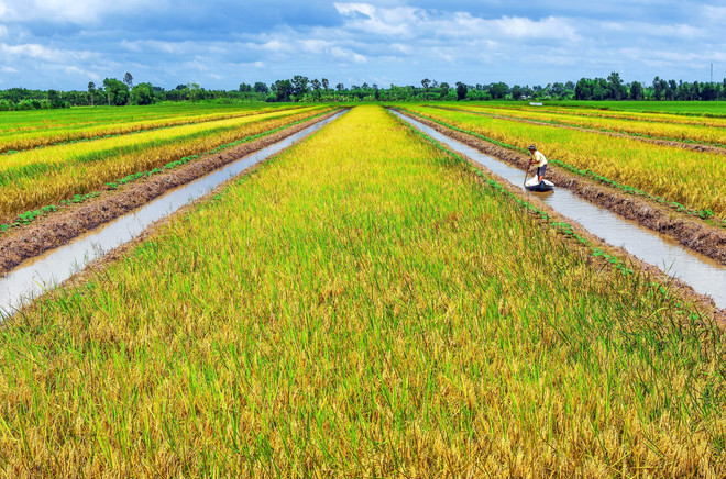Những thảm lúa chín vàng trên vùng ngọt hóa huyện Trần Văn Thời, được đánh giá có nhiều tiềm năng về phát triển du lịch nông nghiệp. (Ảnh: Huỳnh Anh/TTXVN) TTXVN_1404ngothoa.jpg