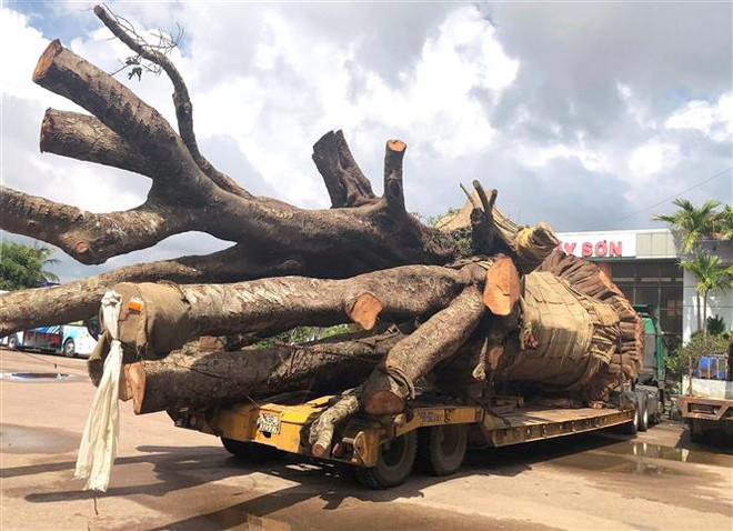 Xử phạt vụ xe đầu kéo chở cây "siêu khủng" trên Quốc lộ 19 ảnh 1