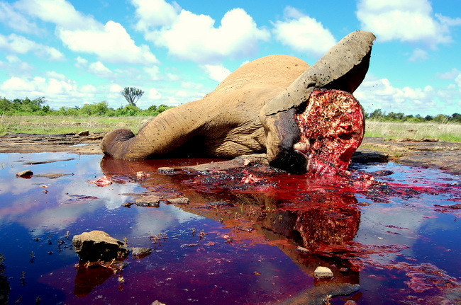 LHQ ra thông điệp mạnh mẽ nhân Ngày động vật hoang dã thế giới ảnh 1