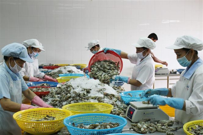 Sơ chế tôm xuất khẩu. (Ảnh minh họa: Tuấn Kiệt/TTXVN) Những chính sách kinh tế mới có hiệu lực từ tháng 2 ảnh 1