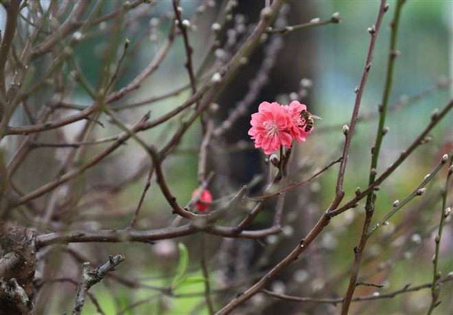 Hoa đào khoe sắc thắm tại chợ hoa Xuân trên phố Trần Nhân Tông, quận Hai Bà Trưng. (Ảnh: Hoàng Hiếu/TTXVN) Đại sứ Australia: Không khí Tết luôn có một điều gì đó rất đặc biệt ảnh 2
