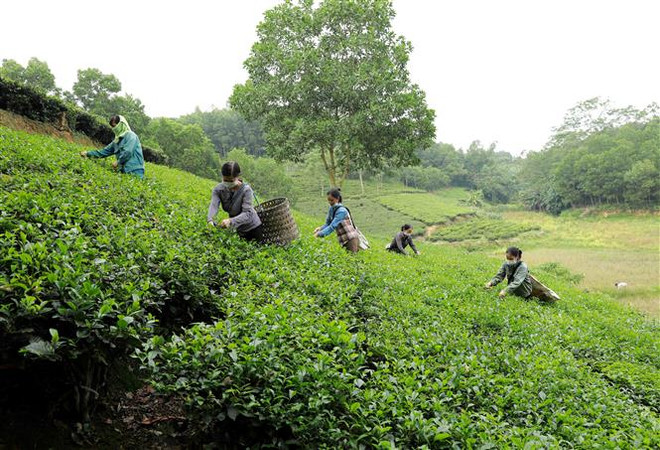 Thu hoạch chè tại tổ hợp tác chế biến chè xanh Đoài Dân ở thôn 5, xã Đại An, huyện Thanh Ba. Xã Đại An là một xã đặc biệt khó khăn của huyện và phấn đấu về đích nông thôn mới năm 2020. (Ảnh: Vũ Sinh/TTXVN) Phát triển kinh tế khi nông thôn đẹp về diện mạo, mới về chất ảnh 2