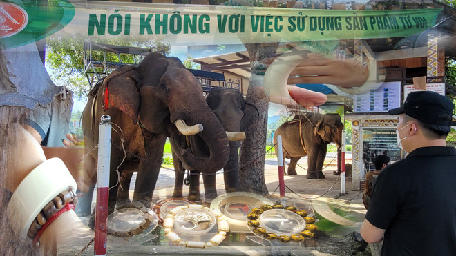 Các sản phẩm chế tác từ ngà voi được bày bán công khai tại các điểm du lịch ở trên địa bàn tỉnh Đắk Lắk, bất chấp các khẩu hiệu chống lại việc này. (Ảnh: HV/Vietnam+) Giới chuyên gia bảo tồn mong cơ quan quản lý 'vào cuộc' bảo vệ voi ảnh 1