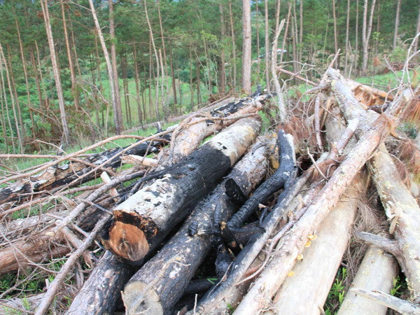 Lâm Đồng: Tan hoang rừng thông 20 năm tuổi ở Đam Rông ảnh 1