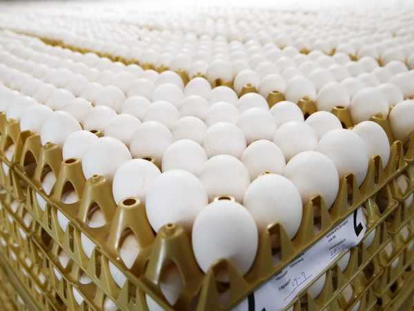 Bê bối "trứng bẩn” đã từ Hà Lan lan sang Anh và Pháp ảnh 1