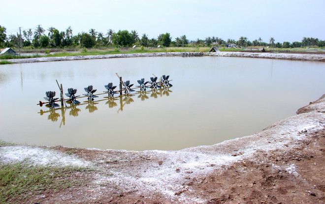 Bạc Liêu: Điều tra nguyên nhân vụ án mạng bí ẩn tại ao tôm ảnh 1