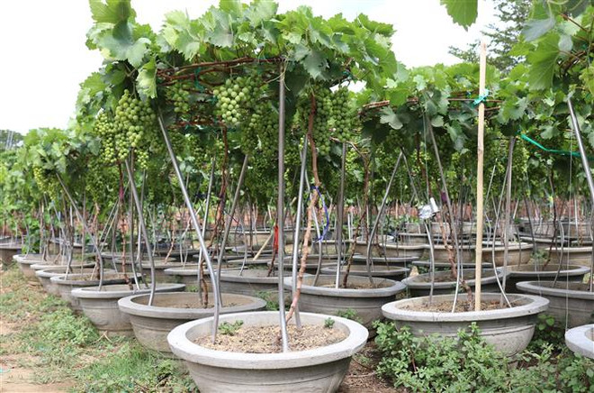 Nho cảnh Ninh Thuận - mặt hàng độc đáo hút khách dịp Tết Nguyên đán ảnh 1