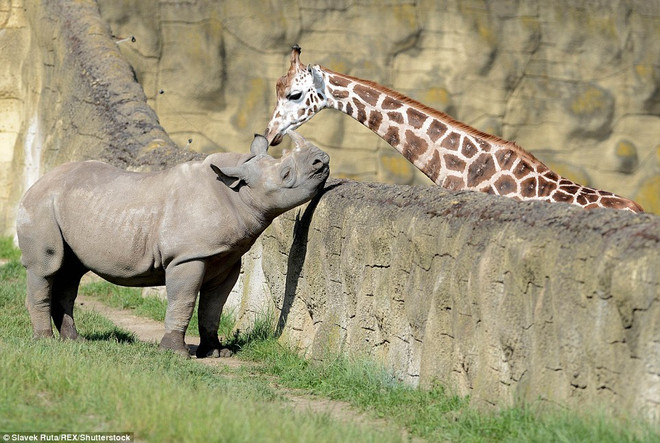 Thú vị khoảnh khắc hươu cao cổ thò đầu qua rào hôn tê giác ảnh 3