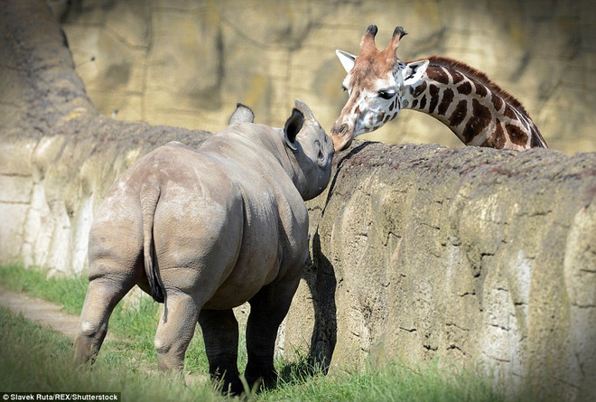 Thú vị khoảnh khắc hươu cao cổ thò đầu qua rào hôn tê giác ảnh 4