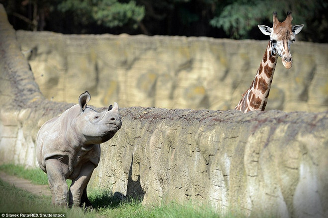 Thú vị khoảnh khắc hươu cao cổ thò đầu qua rào hôn tê giác ảnh 1