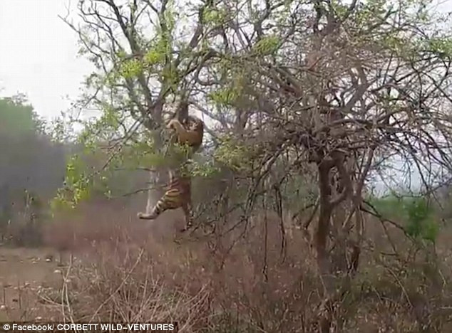 [Video] Khỉ mẹ xả thân đấu với hổ dữ trên cây để bảo vệ con ảnh 1