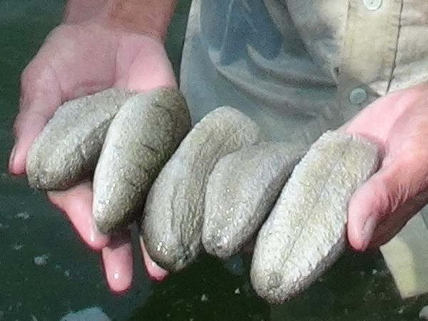 Cà Mau phát hiện vụ vận chuyển hơn 1,3 tấn động vật nghi là hải sâm ảnh 1