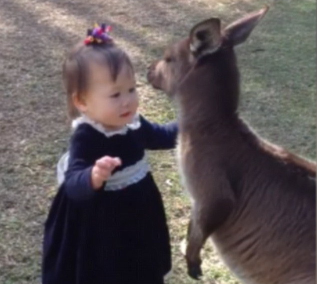 [Video] Tình cảm đặc biệt của bé gái hai tuổi với con chuột túi ảnh 1