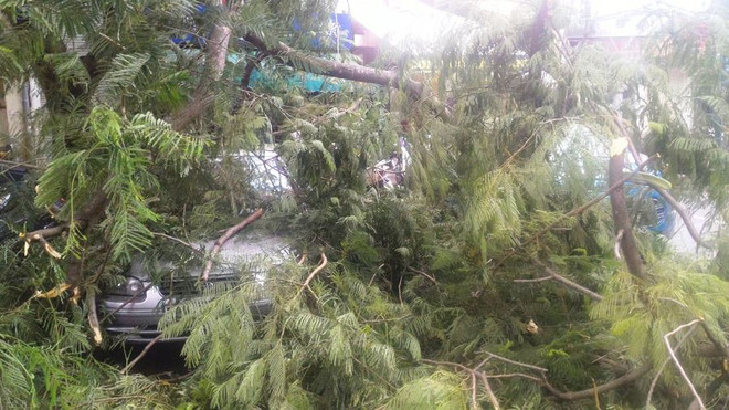 Hà Nội: Cây xanh bất ngờ đổ, đè lên chiếc xế hộp đỗ ven đường ảnh 3