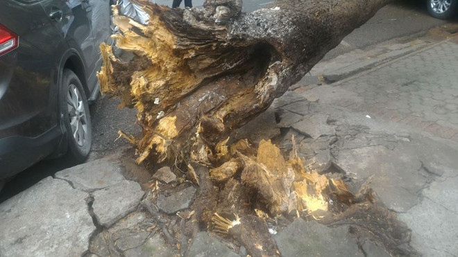 Hà Nội: Cây xanh bất ngờ đổ, đè lên chiếc xế hộp đỗ ven đường ảnh 5