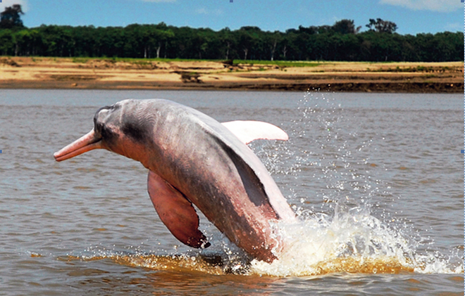 Tuyển tập những bộ phim tài liệu vì môi trường đáng xem trong tháng Ba ảnh 1