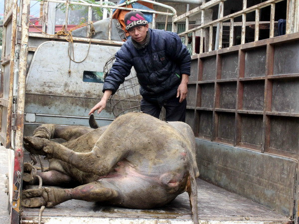 Kon Tum: Nhiều trâu bò chết rét trong đợt mưa lạnh kéo dài ảnh 1