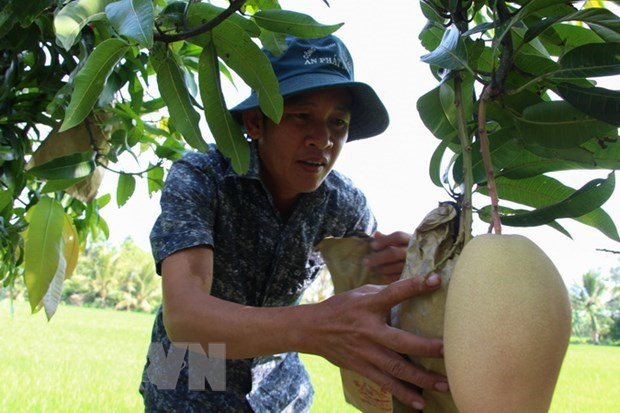 Nông dân kiểm tra vườn xoài cát. (Ảnh: Hồng Thái/TTXVN) Đồng Tháp: Nguy cơ cung vượt cầu vì ồ ạt trồng cây ăn trái ảnh 1