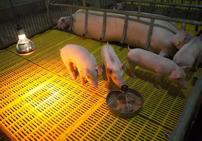 Xuất khẩu vaccine ASF: VN tạo dấu ấn tại lĩnh vực dược phẩm, sinh học ảnh 1