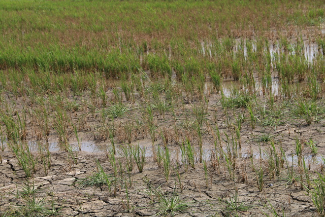 Các đợt rét trong mùa Đông năm nay có thể khắc nghiệt hơn ảnh 1