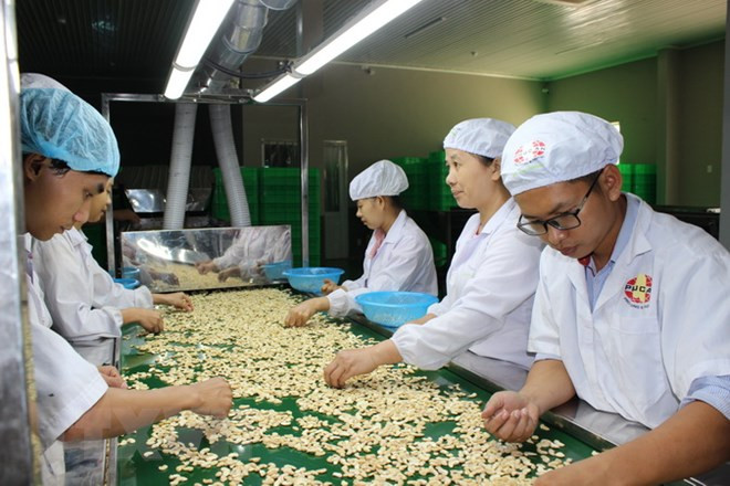 Công nhân chế biến hạt điều. (Ảnh: K GỬIH/TTXVN) Doanh nghiệp điều phải bán hàng giá rẻ để xoay vòng vốn ảnh 1