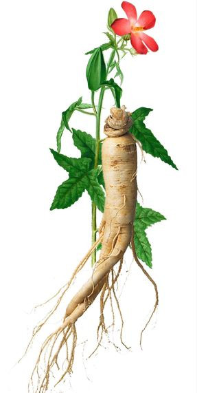 Thanh Hóa: Hiệu quả cao từ trồng cây dược liệu quý sâm Báo ảnh 2