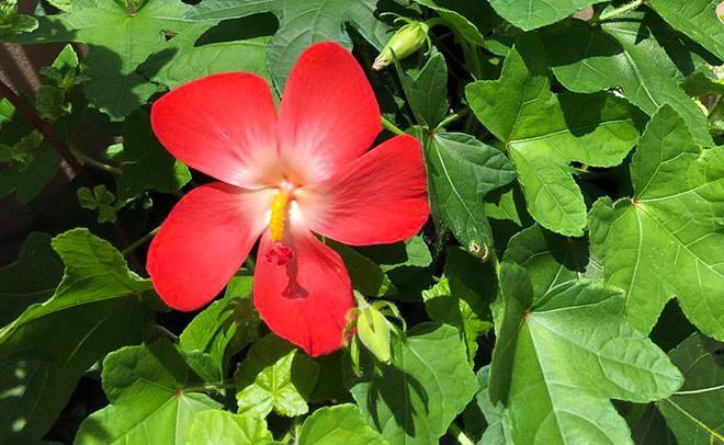 Thanh Hóa: Hiệu quả cao từ trồng cây dược liệu quý sâm Báo ảnh 1