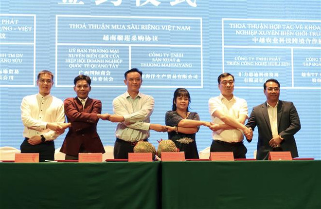 Trong ảnh: Các doanh nghiệp Việt Nam và Quảng Tây (Trung Quốc) ký kết hợp tác thương mại tại hội nghị. (Ảnh: Xuân Anh/TTXVN) Nhiều dư địa hợp tác thương mại với tỉnh Quảng Tây của Trung Quốc ảnh 2