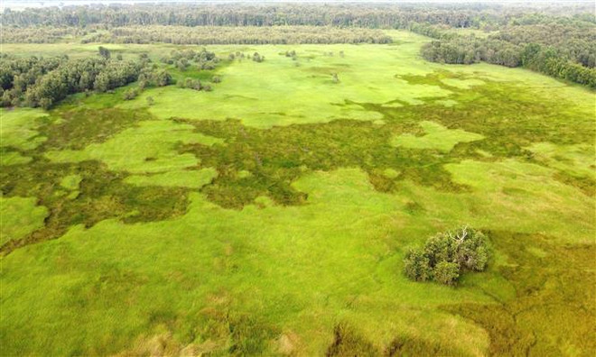 Gần 185 tỷ đồng bảo tồn loài Sếu Đầu đỏ ở Vườn Quốc gia Tràm Chim ảnh 3