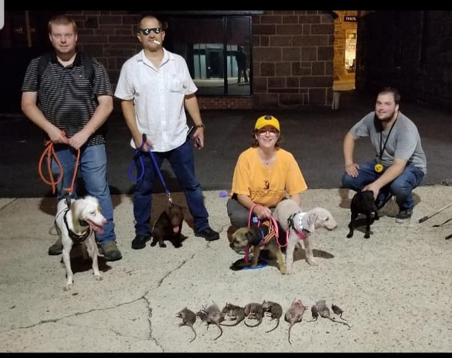 Chuyện ít người biết về những "biệt đội săn chuột" tại Mỹ ảnh 1