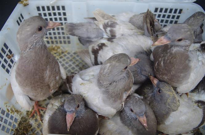 Bắt giữ hơn 2.000 con chim bồ câu Trung Quốc nhập lậu vào Việt Nam ảnh 1