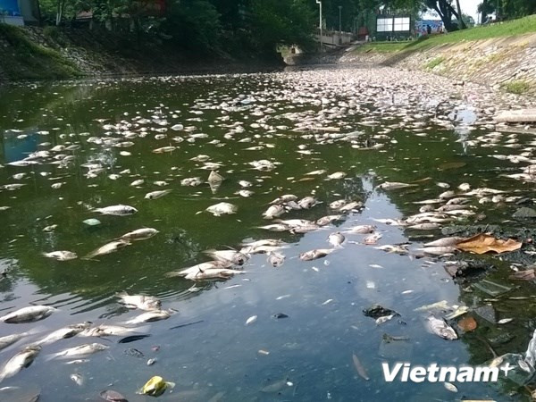 Hà Nội: Cần tổ chức lại bộ máy quản lý các "lá phổi" của thành phố ảnh 2