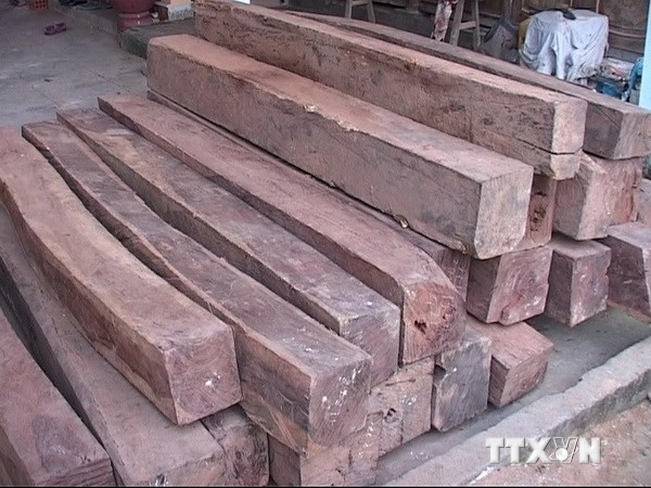 Đắk Lắk điều tra vụ vận chuyển gỗ trái phép, hành hung cán bộ ảnh 1