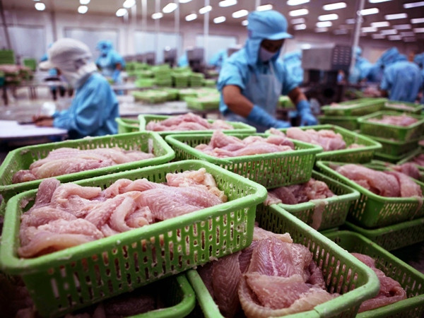 Nâng giá trị xuất khẩu cá tra: Không thể sản xuất manh mún ảnh 1