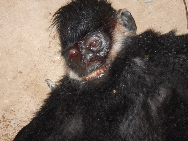 Khởi tố vụ án vi phạm quy định bảo vệ động vật quý hiếm ảnh 1