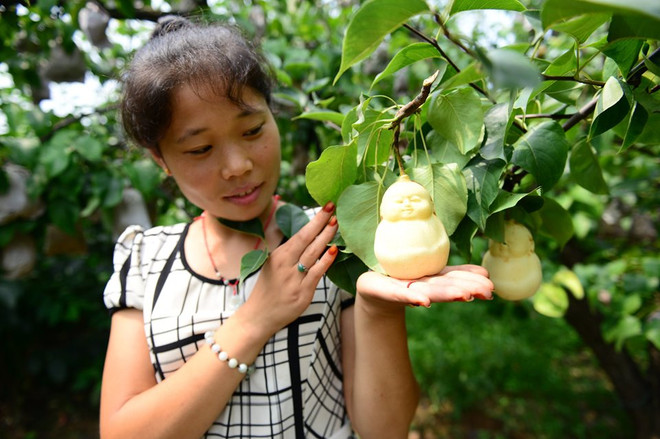 Nông dân Trung Quốc trồng bầu, lê hình Phật Bà Quan Âm và Di Lặc ảnh 3