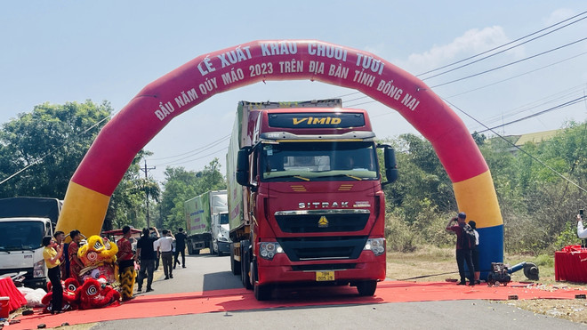 Đồng Nai dự kiến xuất khẩu trên 500.000 tấn chuối tươi năm 2023 ảnh 2