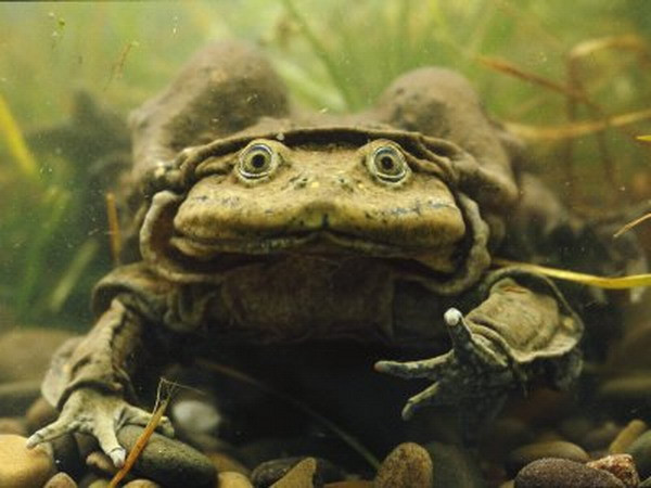 Peru điều tra hiện tượng ếch Titicaca chết hàng loạt trên sông ảnh 1