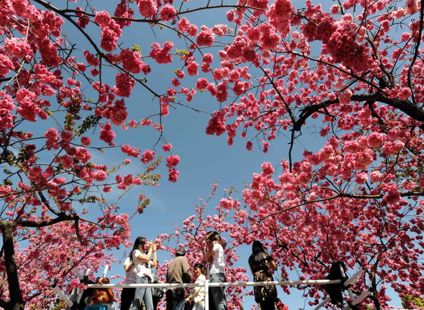 Số người dị ứng phấn hoa ở Nhật Bản tăng đột biến ảnh 2