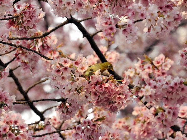 Số người dị ứng phấn hoa ở Nhật Bản tăng đột biến ảnh 1