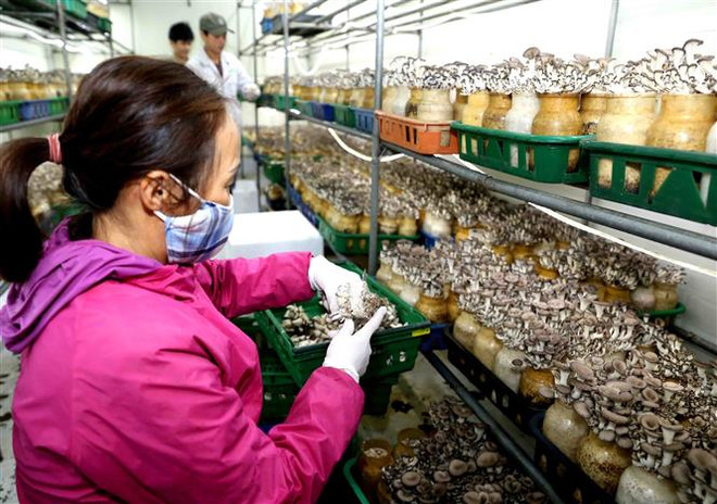 Phát triển kinh tế tư nhân là một trong những trọng tâm đột phá ảnh 2