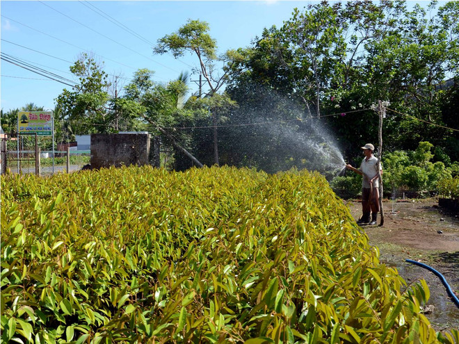 Vi phạm sản xuất giống cây trồng có thể bị phạt 100 triệu đồng ảnh 1