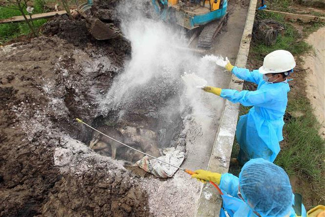 Thêm một đối tượng nữ đưa tin chưa kiểm chứng về dịch tả lợn châu Phi ảnh 1