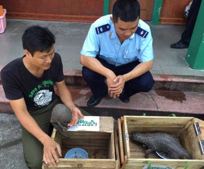 Phát hiện hành lý chứa rùa và têtê còn sống tại cửa khẩu Nậm Cắn ảnh 2