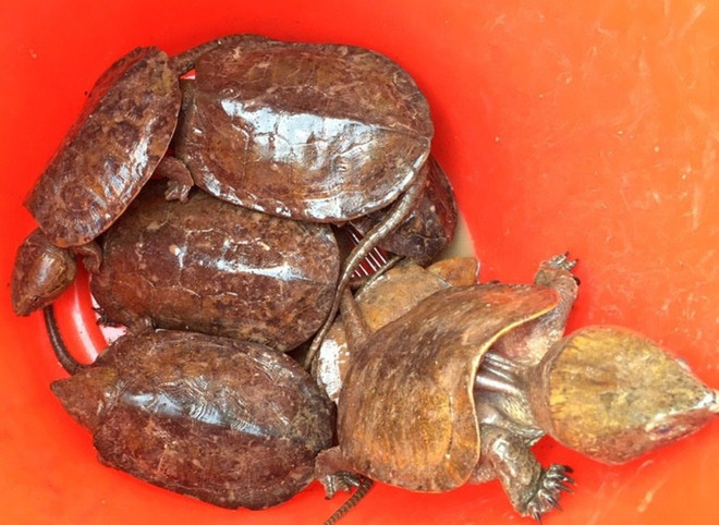 Phát hiện hành lý chứa rùa và têtê còn sống tại cửa khẩu Nậm Cắn ảnh 1