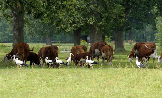 Ba Lan xuất khẩu hàng trăm kg thịt bò "bẩn" vào thị trường Pháp ảnh 1