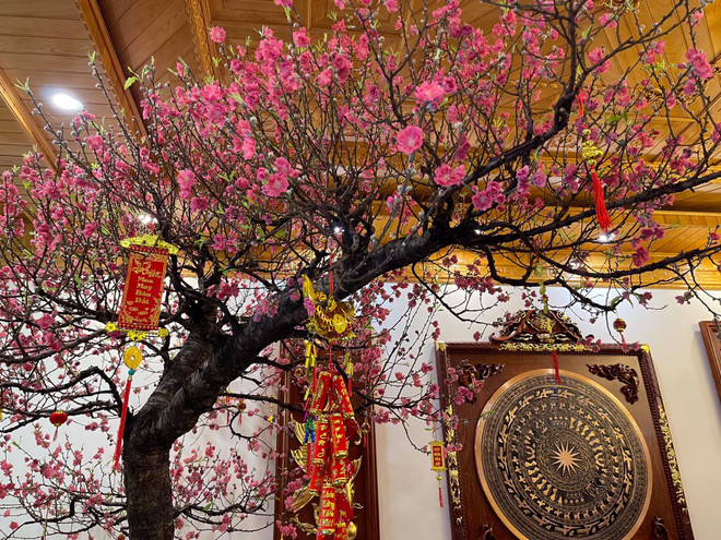 Vì sao người miền Bắc thường trưng hoa Đào dịp Tết Nguyên đán? ảnh 1