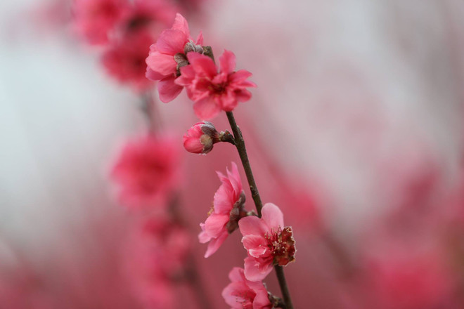 Vì sao người miền Bắc thường trưng hoa Đào dịp Tết Nguyên đán? ảnh 2